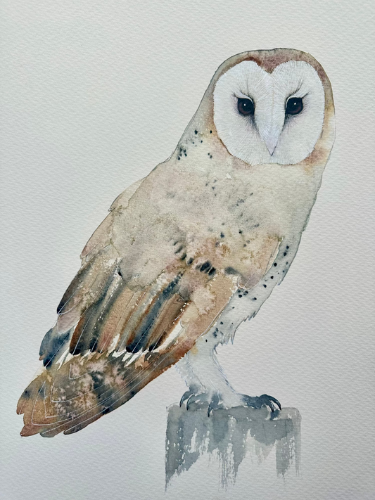 Barn Owl no.1 - Original Medium Size Watercolour Painting