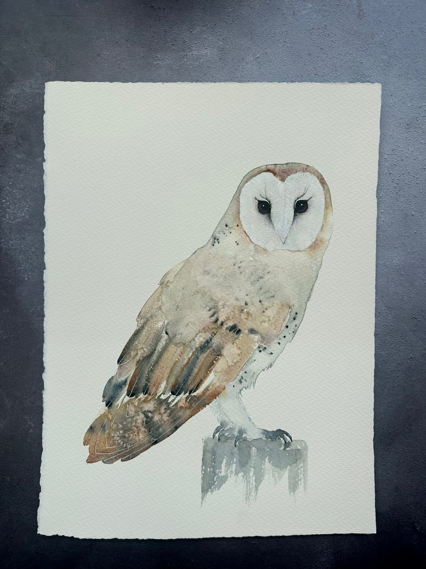 Barn Owl no.1 - Original Medium Size Watercolour Painting
