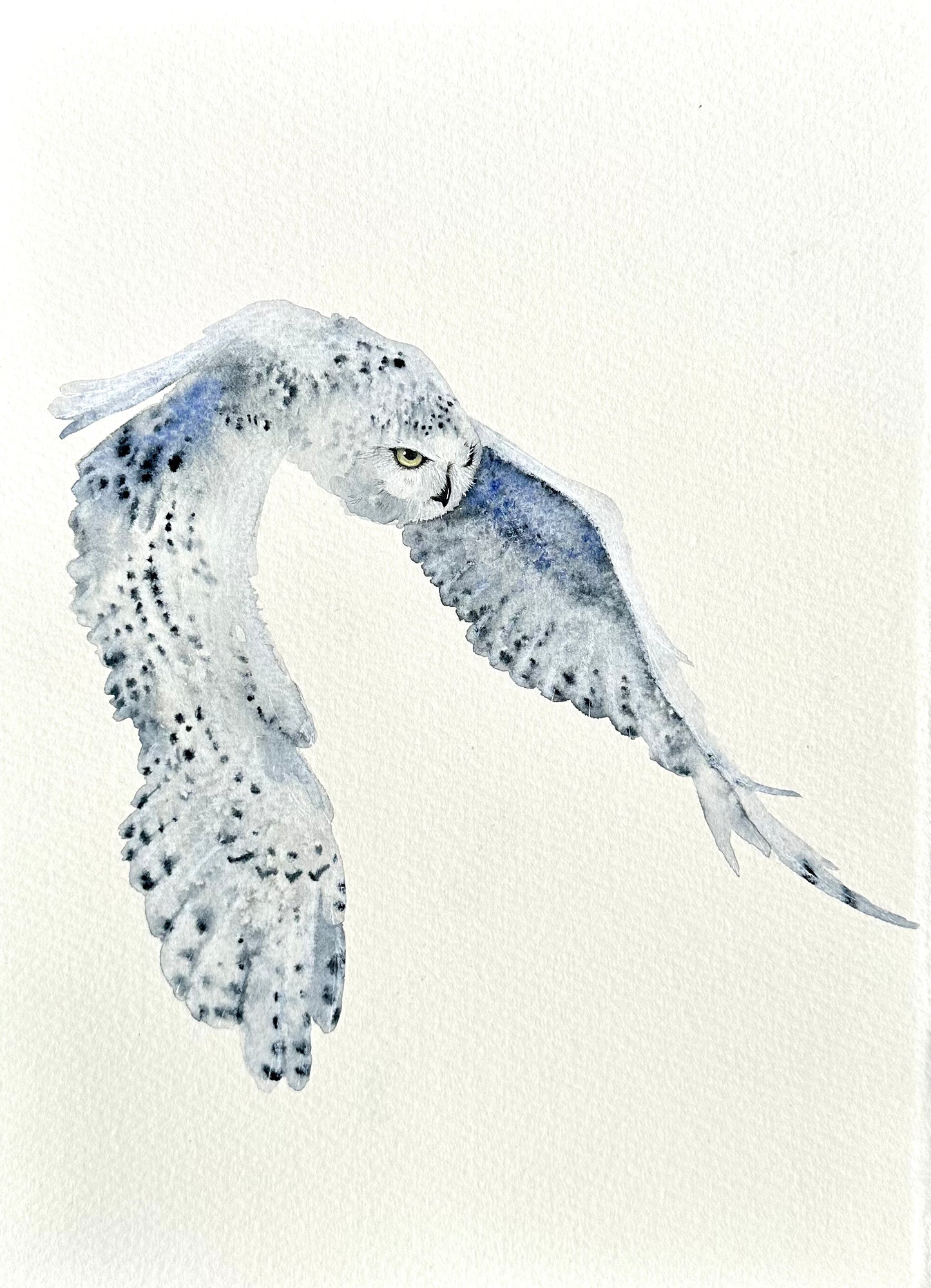 Hunting Snowy Owl - Original Watercolour Painting in A3 Moebe Frame