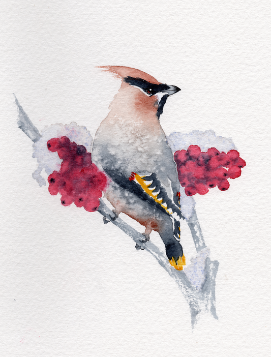 Winter Waxwing - Original Watercolour Painting Commission