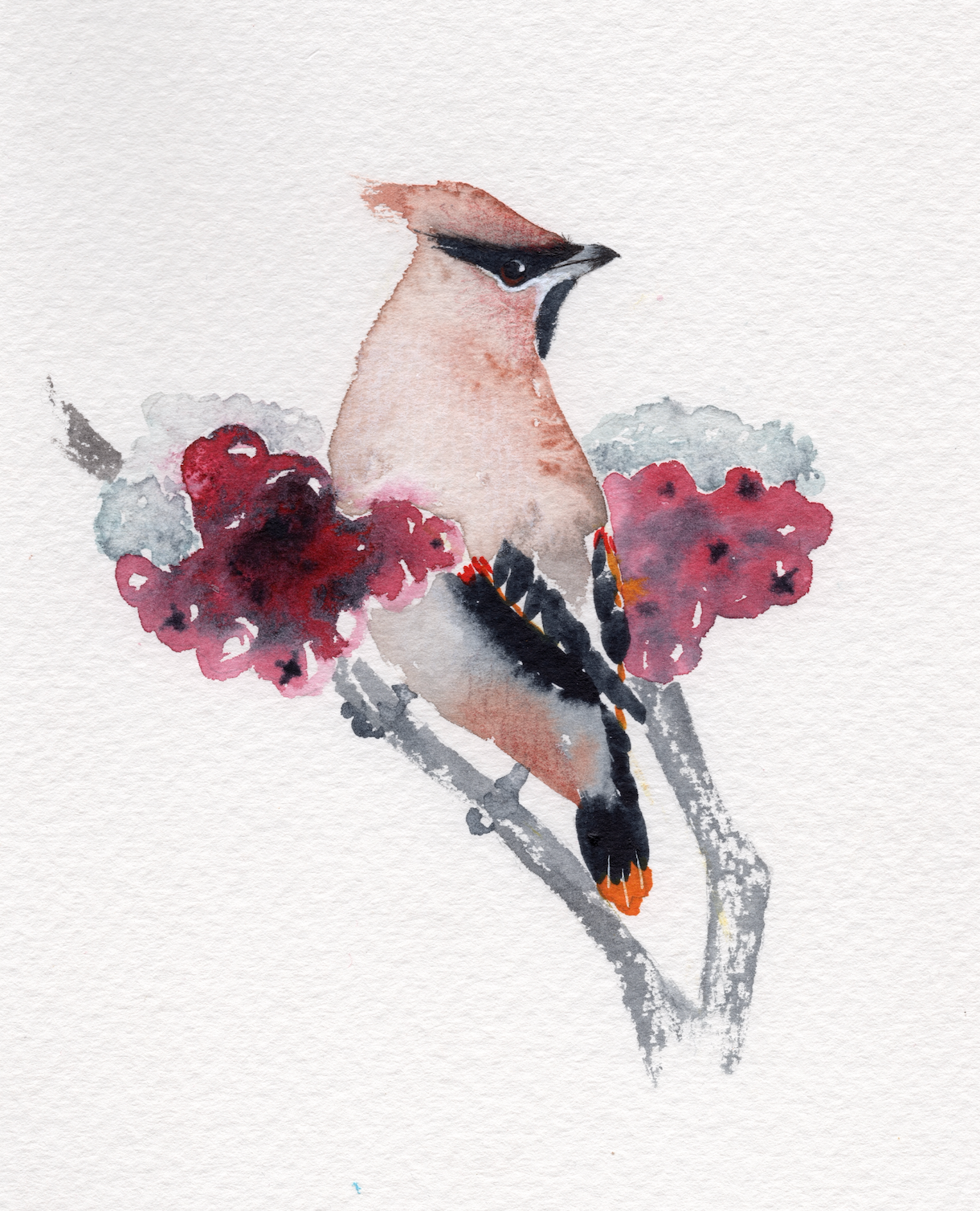 Winter Waxwing - Original Watercolour Painting Commission