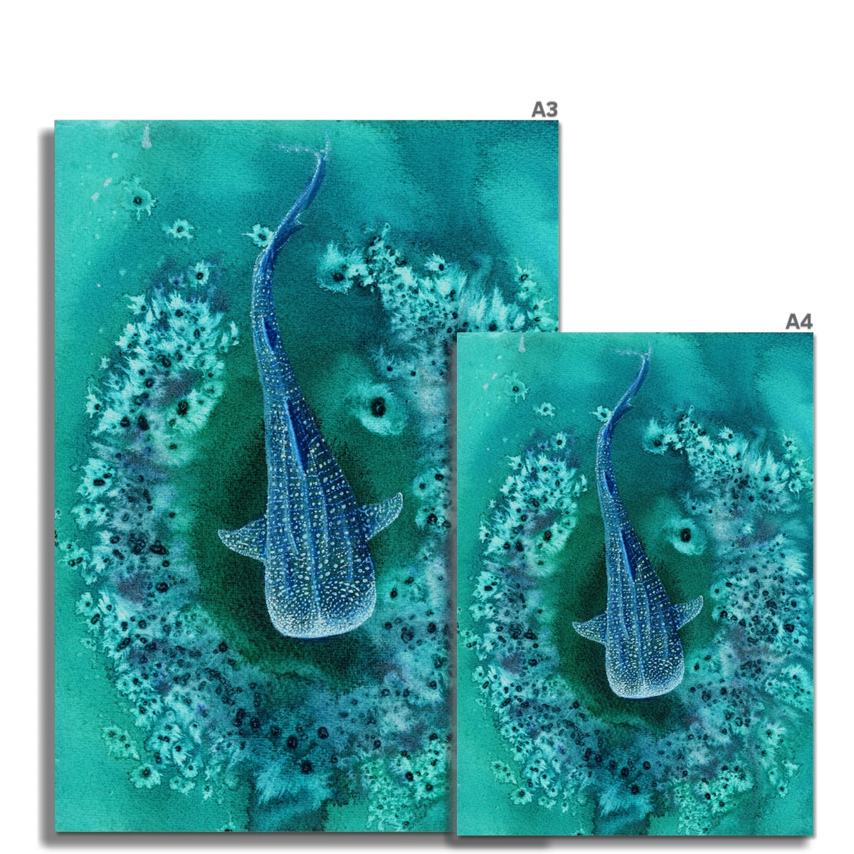 Silent Swim - Studio Print