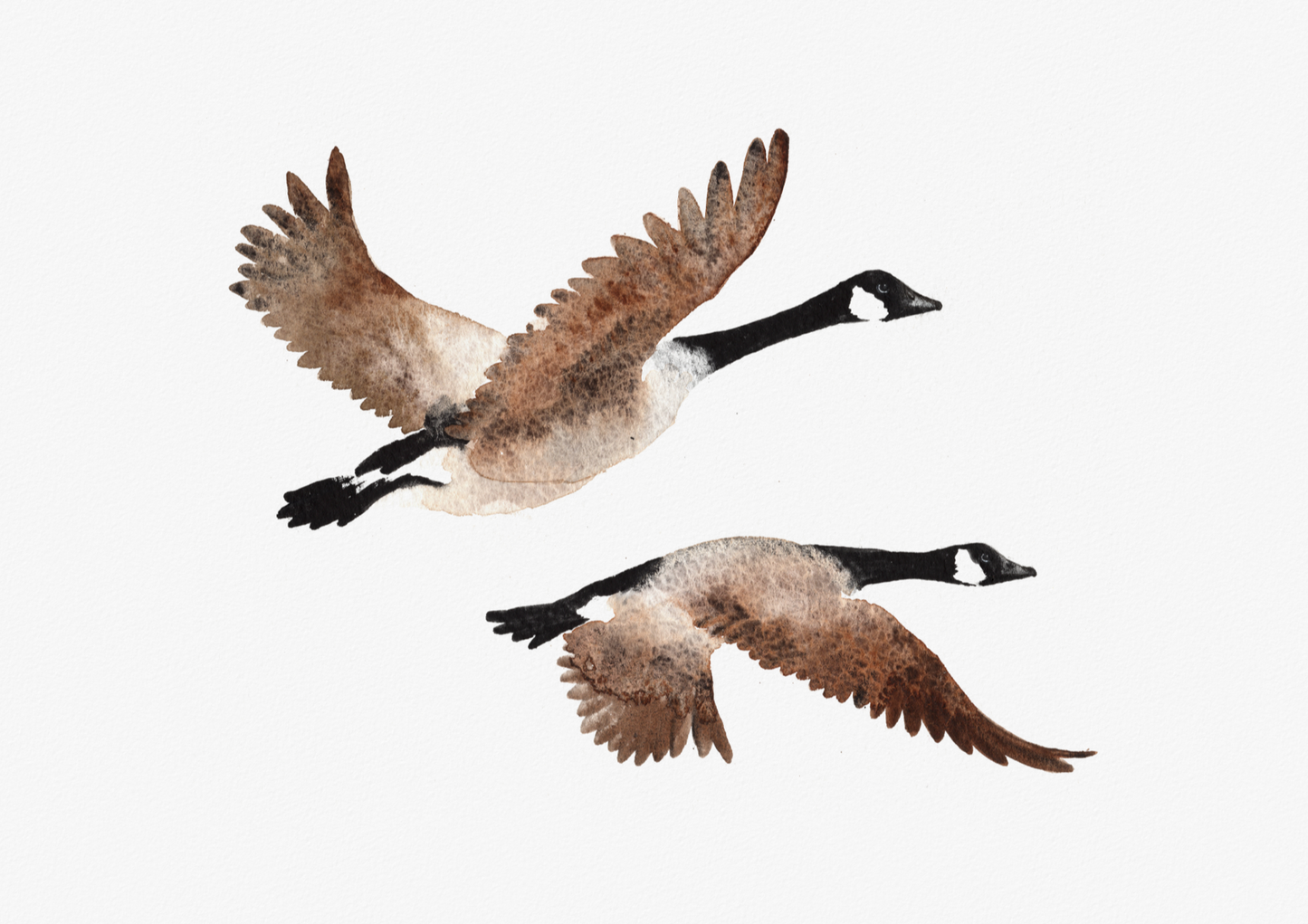 They Fly Home Together - Studio Print